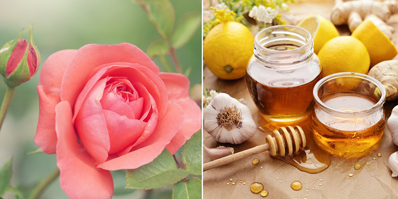 Nước hoa hồng cùng mật ong tạo nên mặt nạ dưỡng ẩm cho da vào mùa đông
