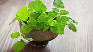 Ăn các thức ăn chứa bạc hà