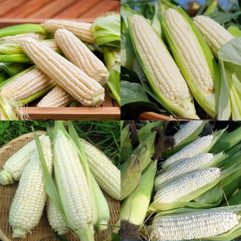 bắp nếp