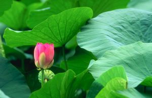           Lá sen có công dụng hết sức tuyệt vời trong quá trình giảm mỡ