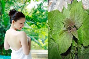 Lá tía tô có chứa nhiều thành phần giúp làm trắng da