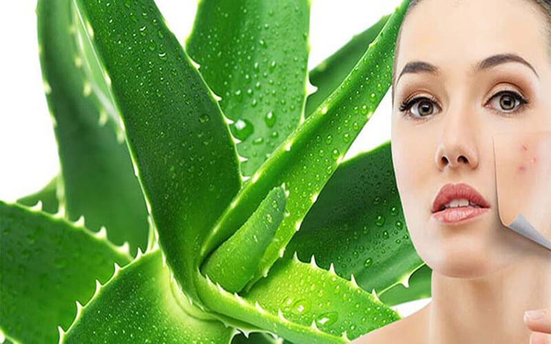 Nha đam giúp làn da sạch mụn hiệu quả