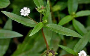 Cây cỏ mực là loại cây gì? Có tác dụng như thế nào đối với cơ thể?