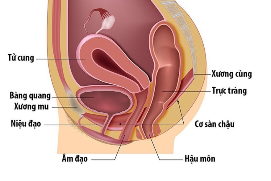 Thăm dò để xác định đúng vị trí cơ sàn chậu trước khi tập Kegel