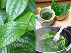 Lá trầu không là dược liệu trị bệnh nấm ngứa phụ khoa