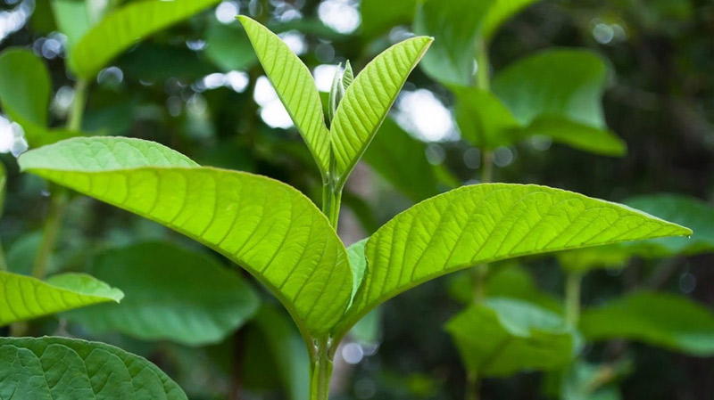 Liệu lá ổi có thực sự giảm cân không
