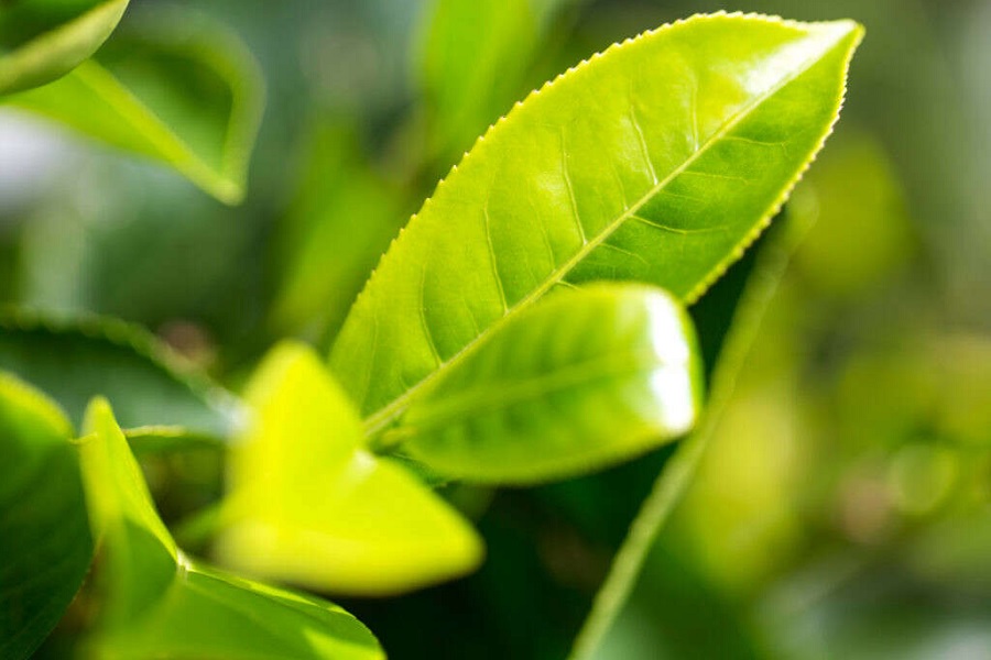 Cha mẹ có thể sử dụng nước cốt hoặc nước trà xanh đã nấu đều được