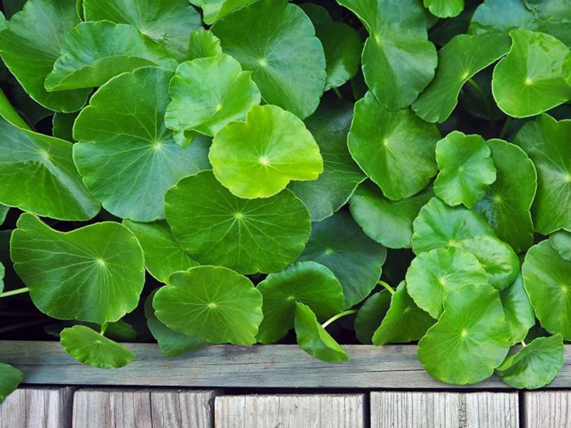 Sau khi cắt mí bạn không nên ăn rau má