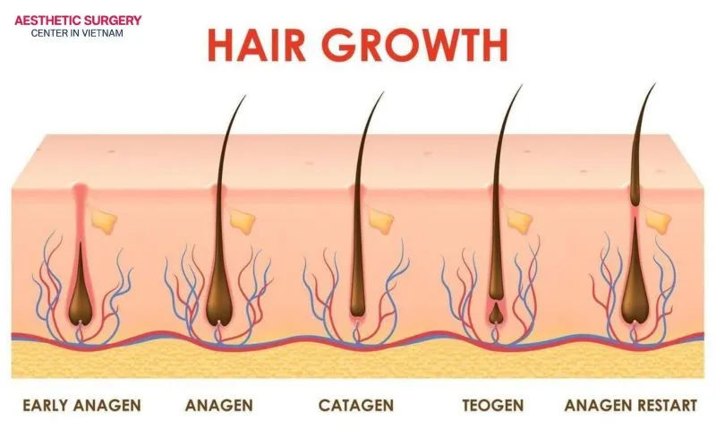 The hair growth cycle allows hair to naturally form, shed, and regrow.
