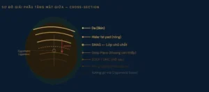 Analysis of the midface anatomy (Facial layers)