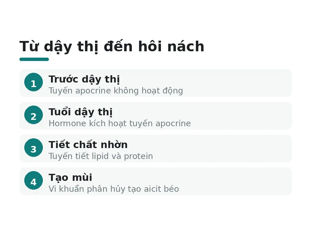 Vai trò của nội tiết tố đối với hôi nách là gì?