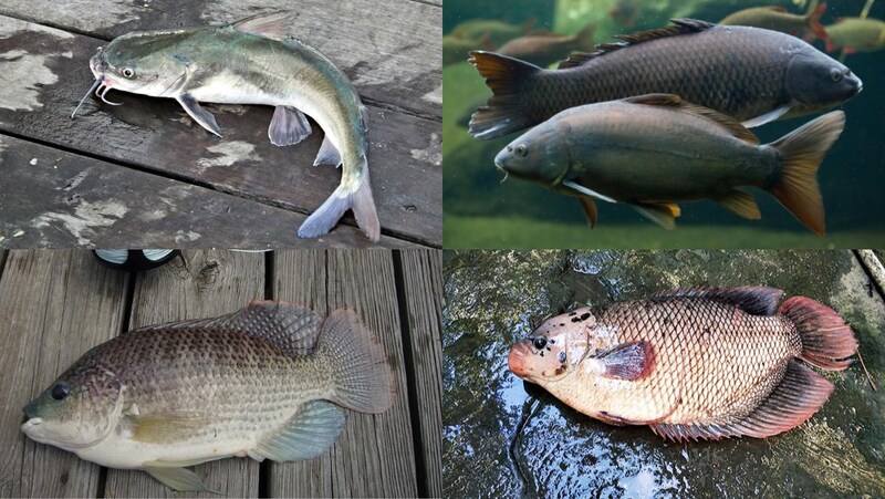 Cá là một loại thực phẩm chứa những chất thiết yếu cho cơ thể