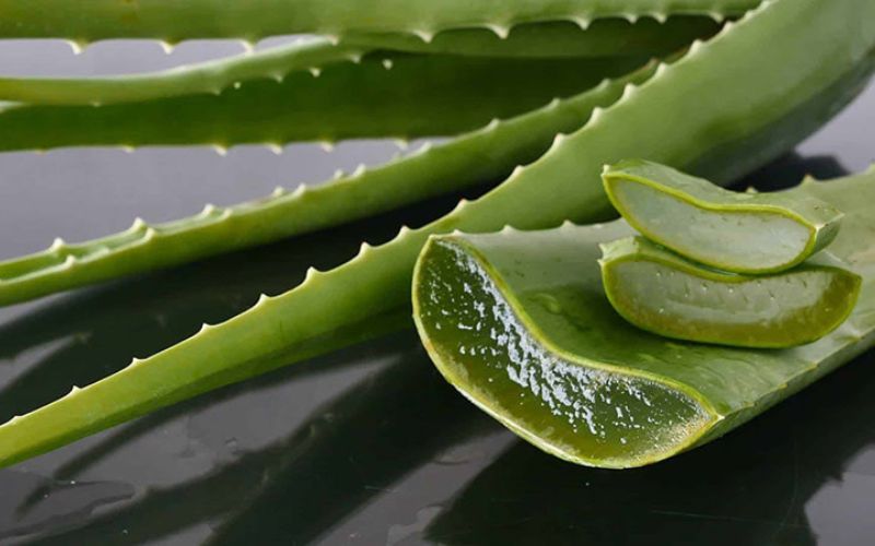 Lô hội có công dụng giúp đánh bay mỡ mí mắt