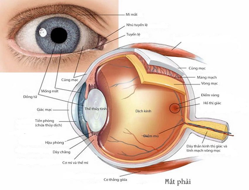 Cấu trúc của mắt không hề đơn giản