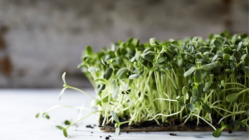Rau mầm chứa nhiều dưỡng chất tốt cho người mới cắt mí