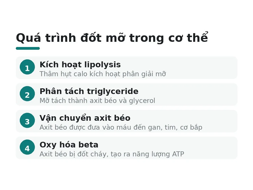 Mỡ được đốt cháy như thế nào trong cơ thể?