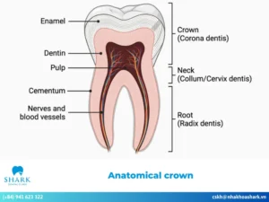 Differences between anatomical crown and clinical crown?