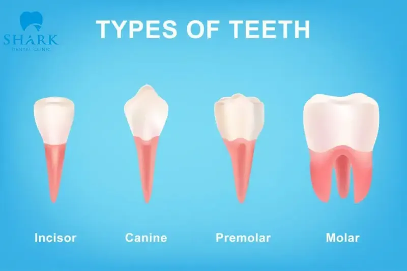 A bicuspid tooth is located between the canine and the molar.