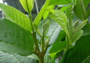 Lá ổi có nhiều công dụng tốt đối với vùng kín, kháng viêm và kháng khuẩn cực kỳ hiệu quả