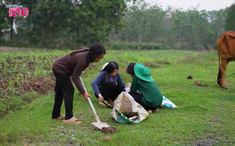 Công việc hằng ngày của chị là đi nhặt phân bò đem về phơi khô rồi đóng bao bán