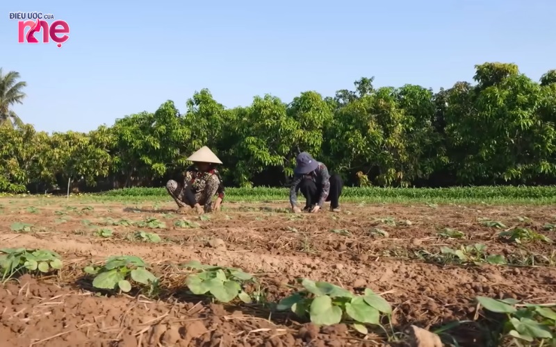 Ông bà Hai chính là chỗ dựa duy nhất đối với Trúc, hằng ngày ông bà làm thuê cấy mướn để kiếm tiền nuôi Trúc ăn học
