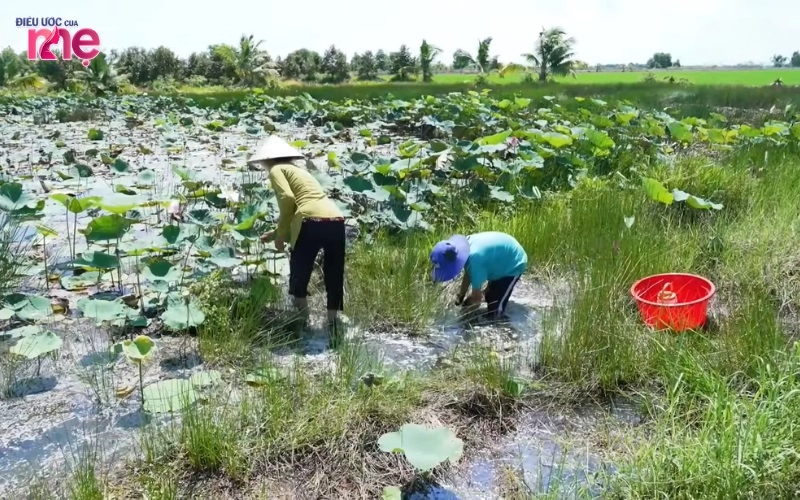 Hằng ngày, hai bà cháu phải cố gắng mưu sinh, làm nhiều việc để trang trải cho cuộc sống
