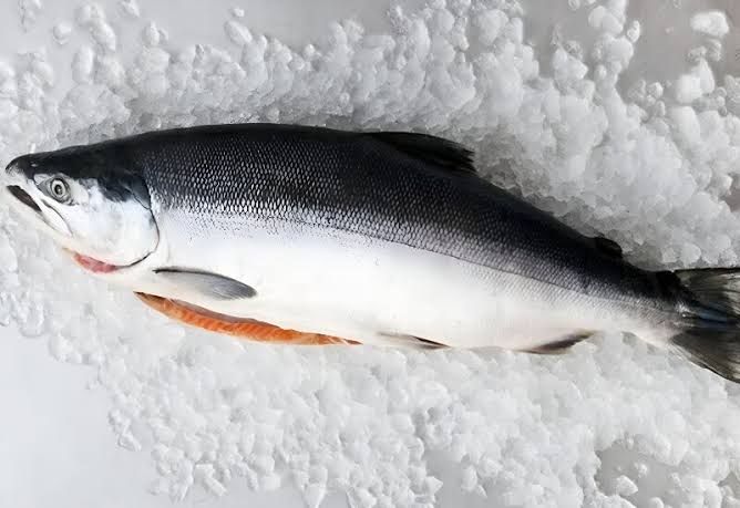 Cá béo với omega-3 và protein