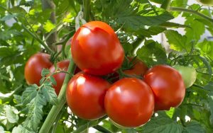 Cà chua không chỉ tốt cho sức khỏe mà tốt cả cho da