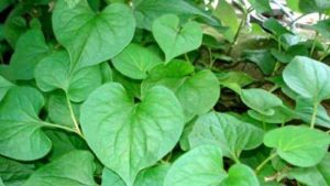 Hình 1 - Rau diếp cá vô cùng tốt cho sức khỏe và cho da