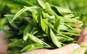 Lá trà xanh chứa nhiều hợp chất tốt cho việc điều trị mụn trên da