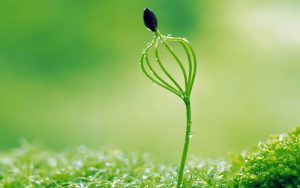 Noãn thực vật được cho là thảo dược có khả năng trị mụn, thâm, nám,... rất tốt