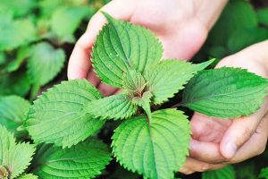 Lá tía tô trị mụn ẩn rất tốt