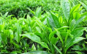 Lá chè xanh không những tốt cho da mà còn tốt cho sức khỏe