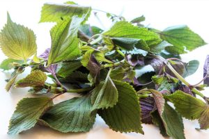 Lá tía tô mọc rất nhiều ở khí hậu nhiệt đới