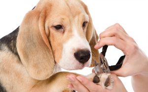 Học viên Pet Mart giảng dạy tỉ mỉ, tận tâm