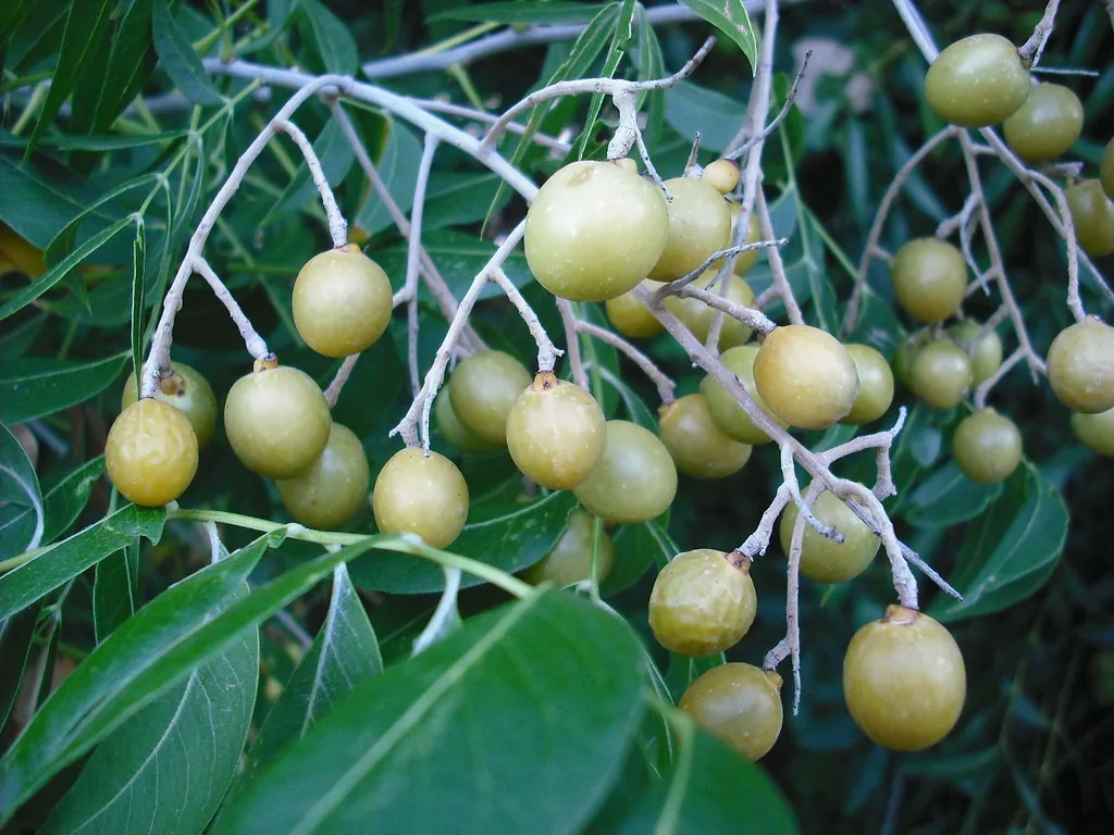 Tàn nhang là gì và tại sao nó xuất hiện?
