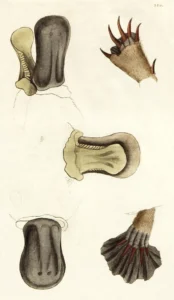 skin moles