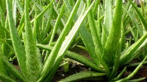 Nha đam có thể làm mờ vết xăm hiệu quả