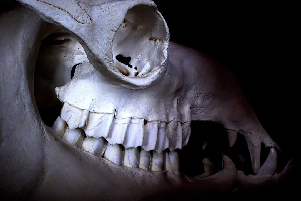 Jaw reduction recovery timeline