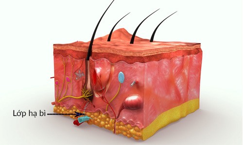 Lớp hạ bì của da
