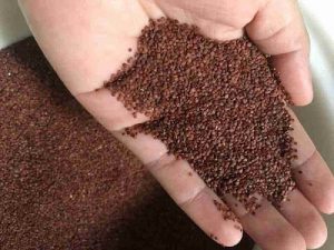 Hạt ngũ hoa chứa nhiều dưỡng chất có lợi cho làn da