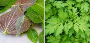 Giúp da sáng mịn, hết mụn bằng lá tía tô và ngải cứu