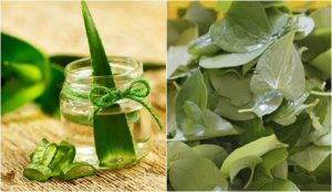 Làm trắng da bằng công thức rau diếp cá và nha đam