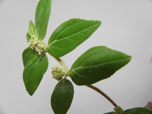 Cây cỏ sữa vừa là bài thuốc dân gian vừa có tác dụng dưỡng trắng da