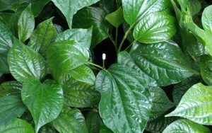 Lá lốt là loại thuốc phổ biến trong đông y