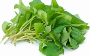 Rau diếp cá rất phổ biến ở nước ta