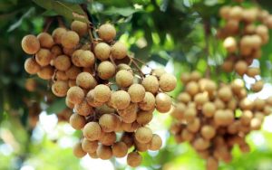 Nhãn tuy là loại trái cây được nhiều người thích nhưng nhãn lại mang tính nóng