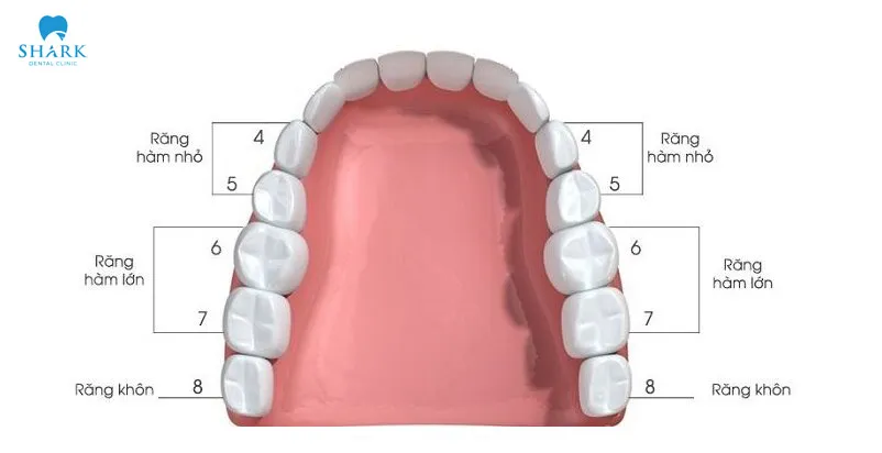 Mất răng hàm số 5 mà không can thiệp chữa trị kịp thời có thể khiến xô lệch các răng khác và tiềm ẩn nguy cơ tiêu xương hàm