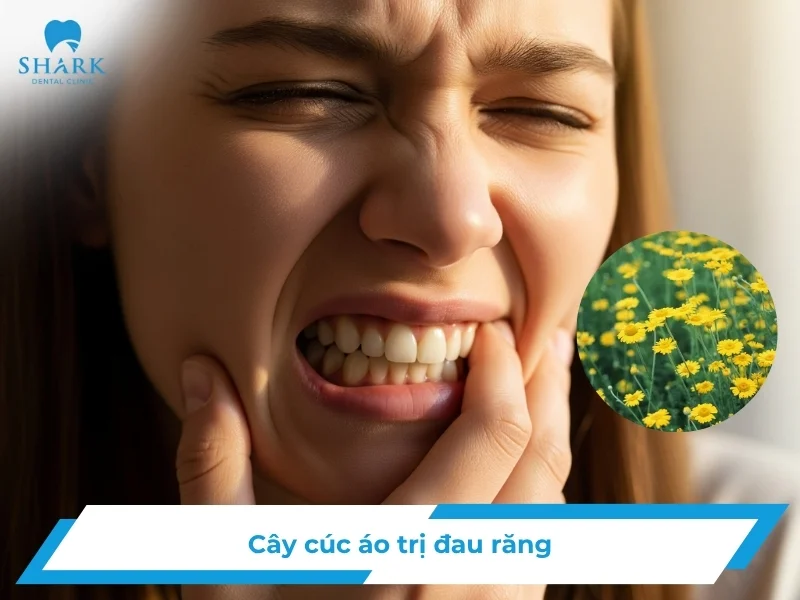 Cây cúc áo trị đau răng