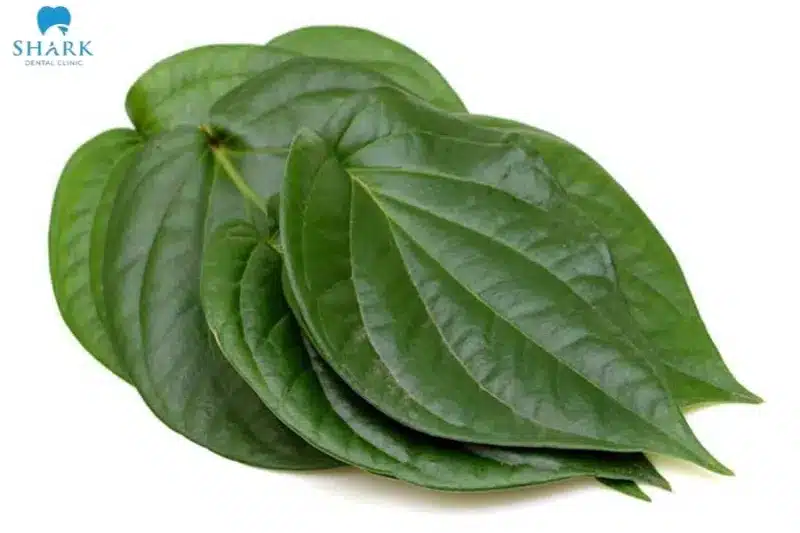 Polyphenol có trong lá trầu không giúp giúp nướu giảm đi đáng kể tình trạng chân răng bị lung lay